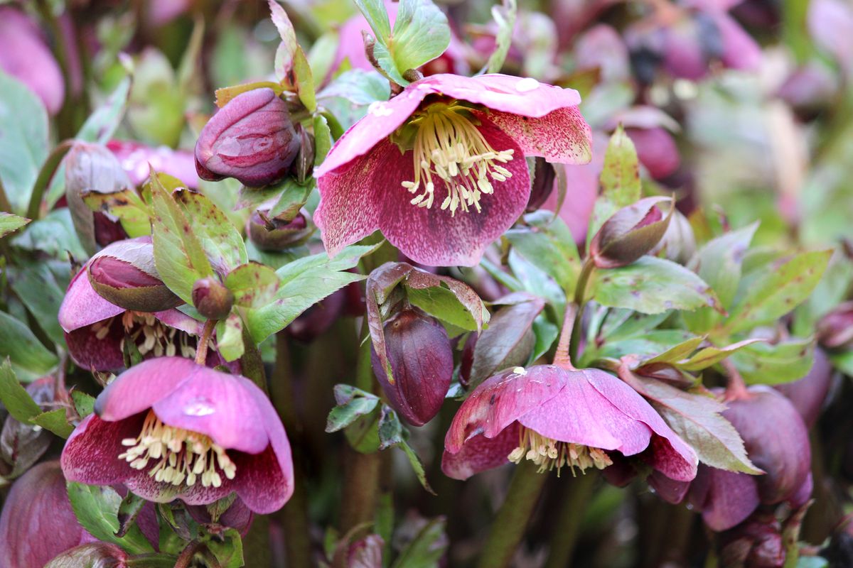 Hellebore flowers emerge in February, providing colour in between the snowdrops, crocuses, tulips and daffodils