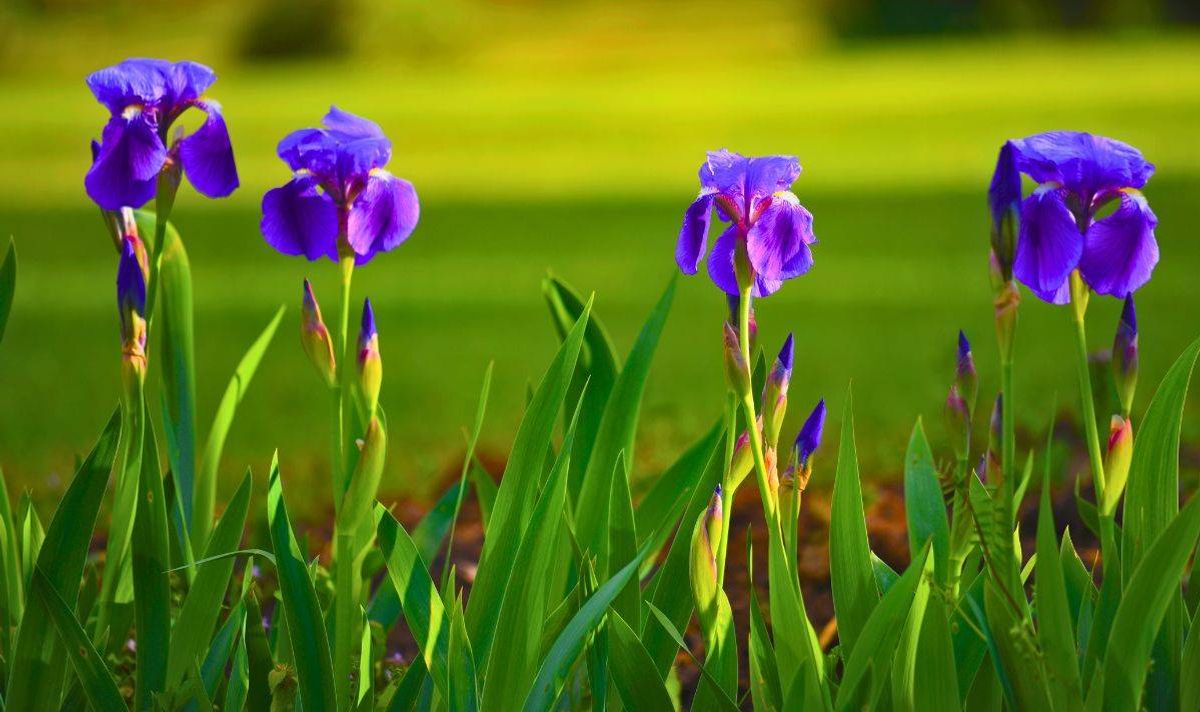 Picture of Iris flowers 