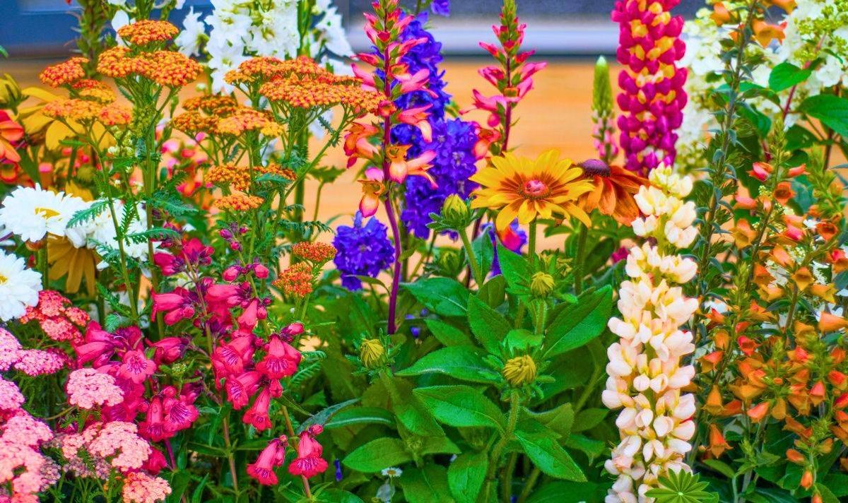 Gardener names 5 flower bulbs to plant in February for a ‘best looking' spring garden