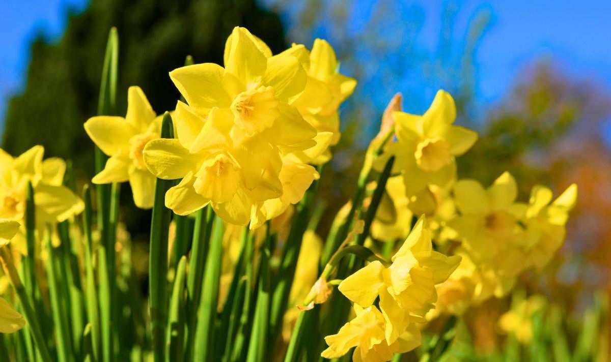 Picture of daffodils 