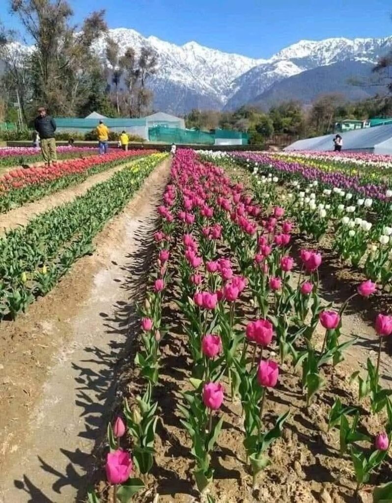 CSIR-IHBT Tulip Garden near Palampur opens to public from February 10
