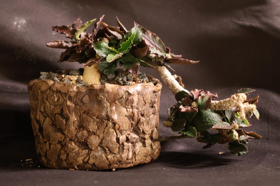 Euphorbia ambovombensis(not sure if it's a hybrid)