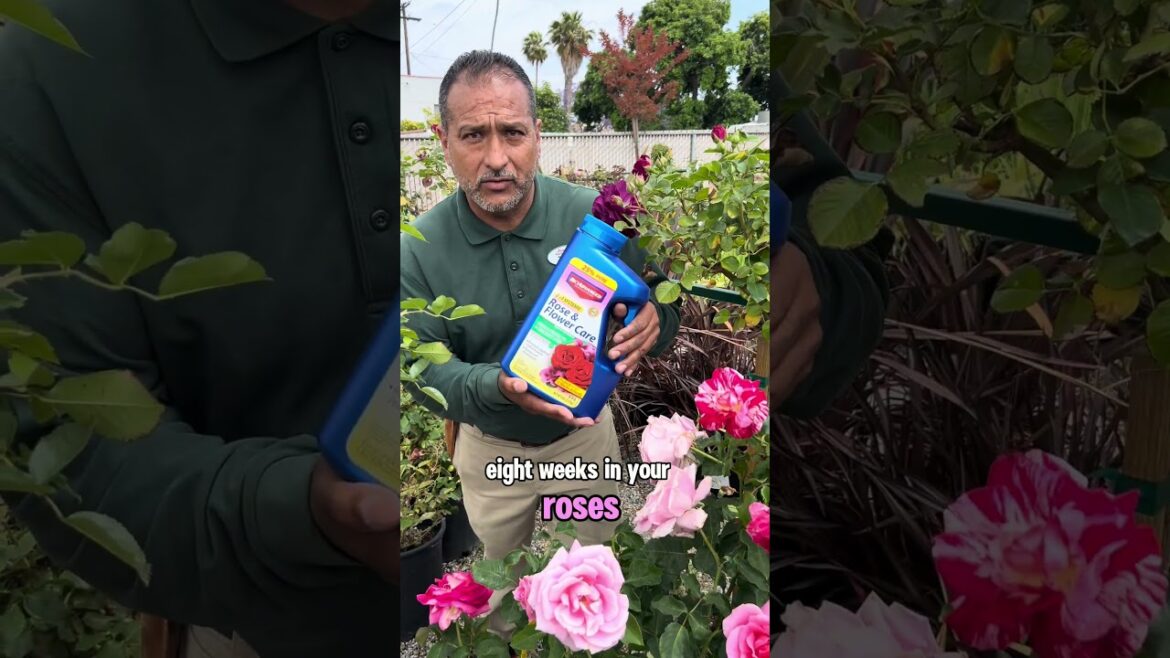 4 Easy Ways to Keep Your Roses Blooming All Summer