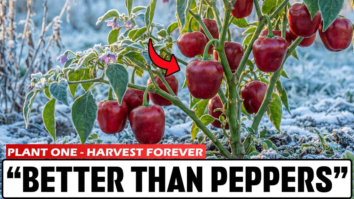 Better Than Peppers. Thrives in Cold Climates & Produces for Decades (Avoid White Seeds) Better Than Peppers. Thrives in Cold Climates & Produces for Decades (Avoid White Seeds)