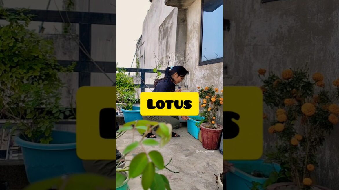 Lotus pond cleaning and care tips🪷🍀#diva_agriwrld #lotuspond #gardening #shorts #aquaticplants #reel