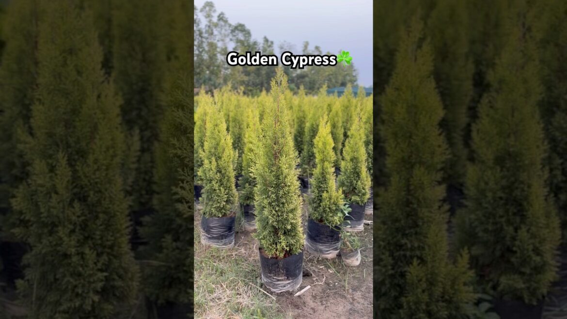 Golden Cypress trees 🌲 available@WorldPlantation.nursery #nursery #garden #plantsofindia #supply