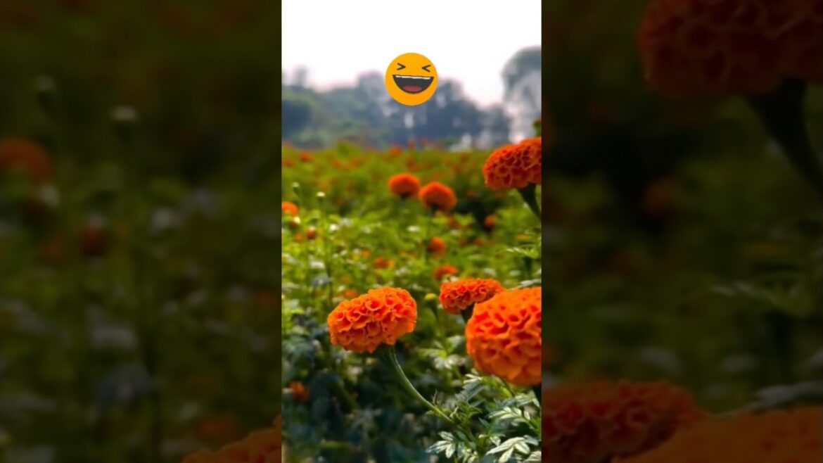 #lirycvideo #garden #plants #ytshorts #nature #homegardening #lirycvideo #garden #plants #ytshorts #nature #homegardening