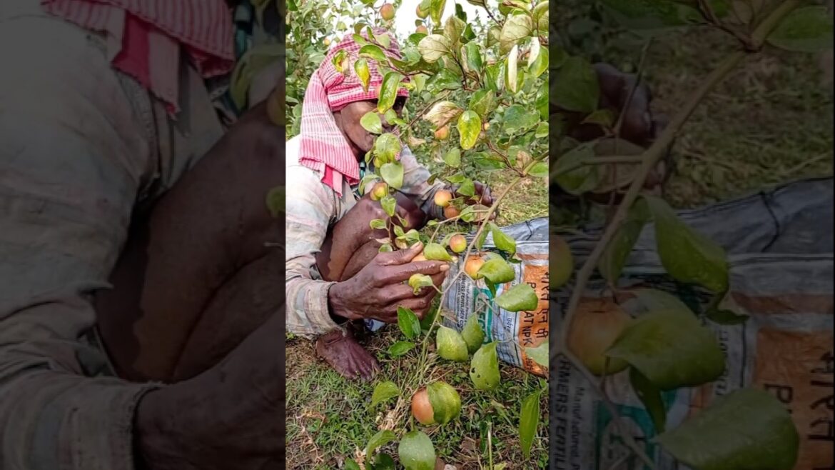 Freshly Picked Apple Ber | Harvest Day #shorts