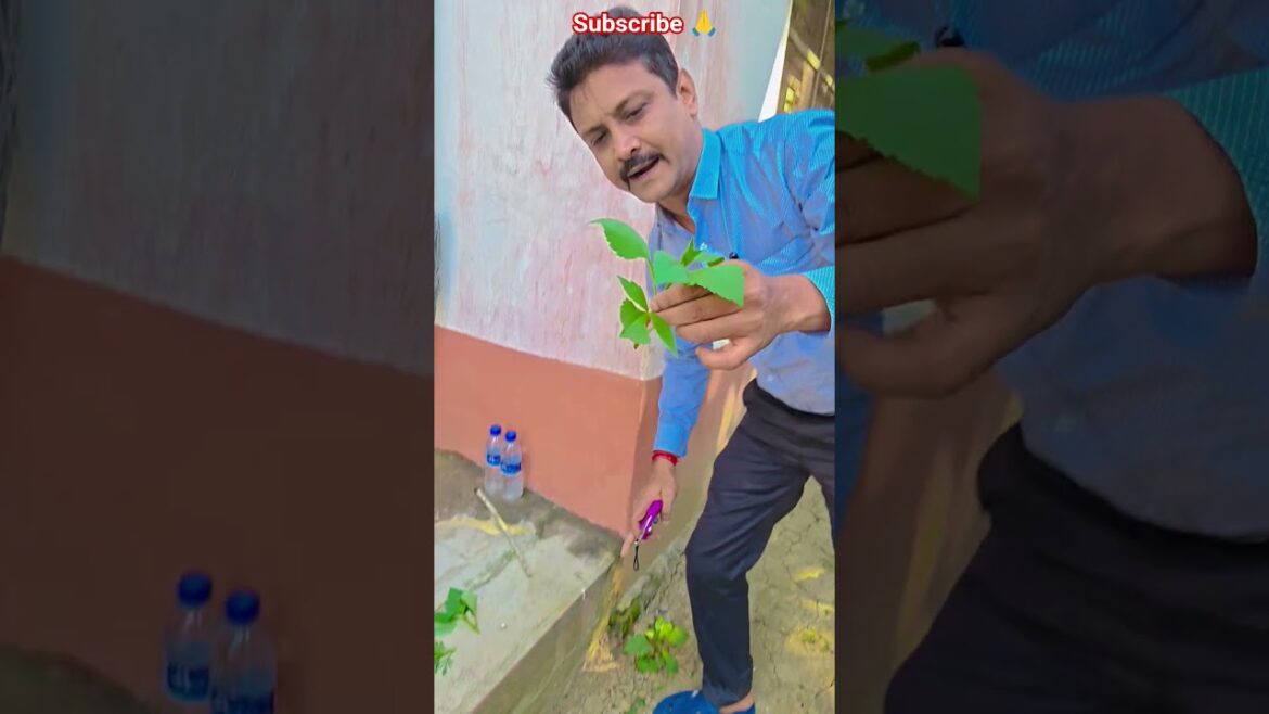 ডালিয়া গাছের  প্রুণিং #garden #gardening #flowers #nursery #UpdateGardening #chadbagan