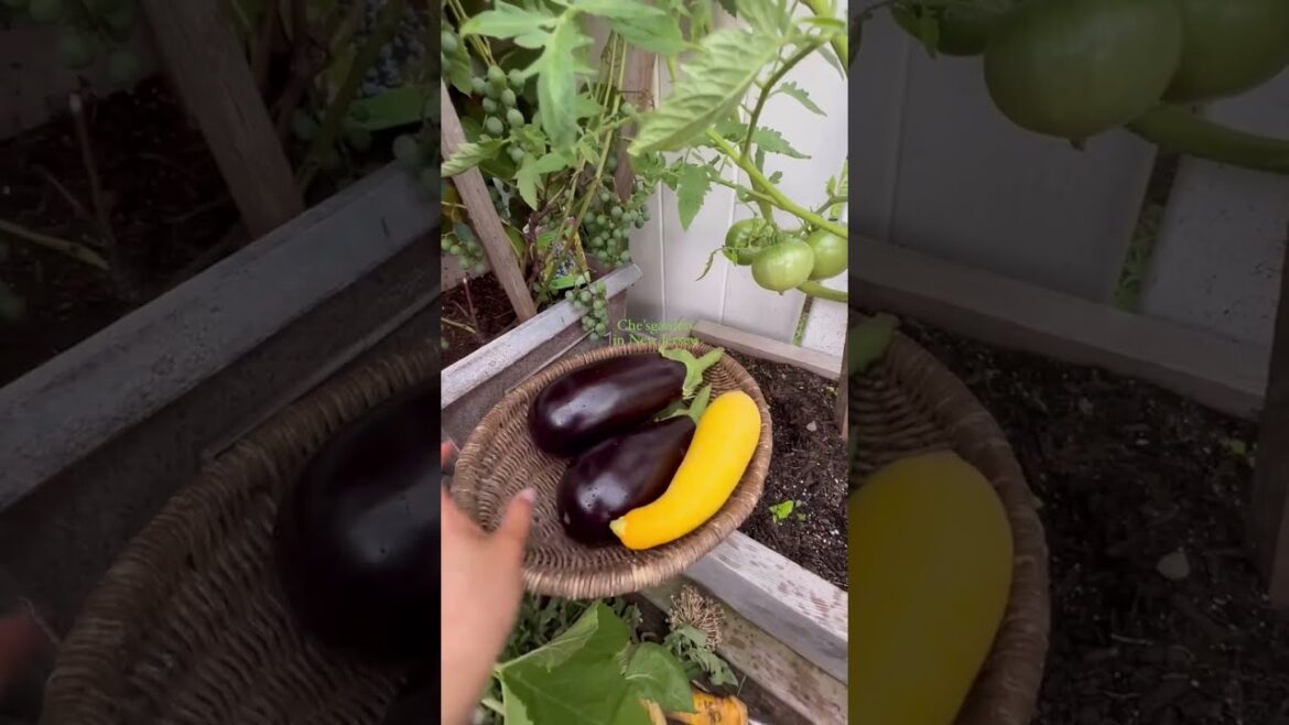 My Backyard Garden in Peak Summer 🌿☀️ | Everything Thriving #shorts #gardendesign #gardening