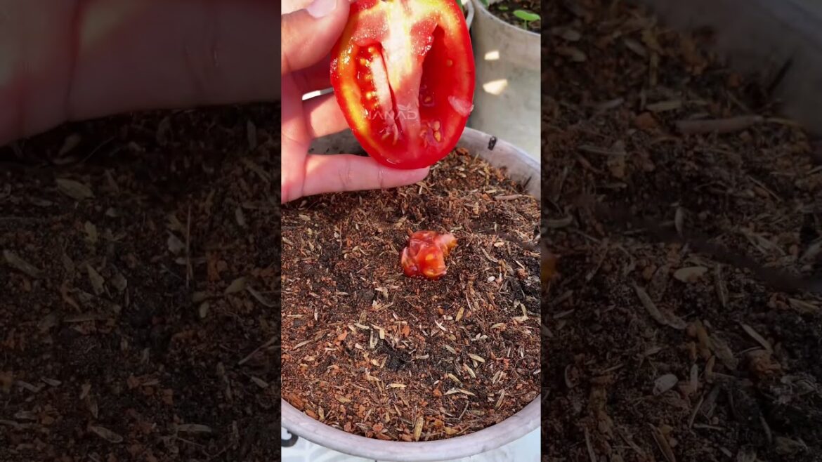 Tips Gardening in the home garden, How to growing tomatoes from fruit. #kebunnanad #plantingtips