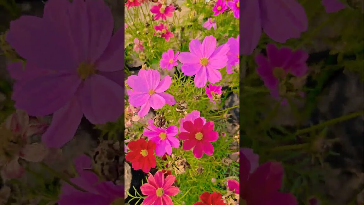 Chotto chotto fule #garden #gardening #flowers #nursery #UpdateGardening #chadbagan