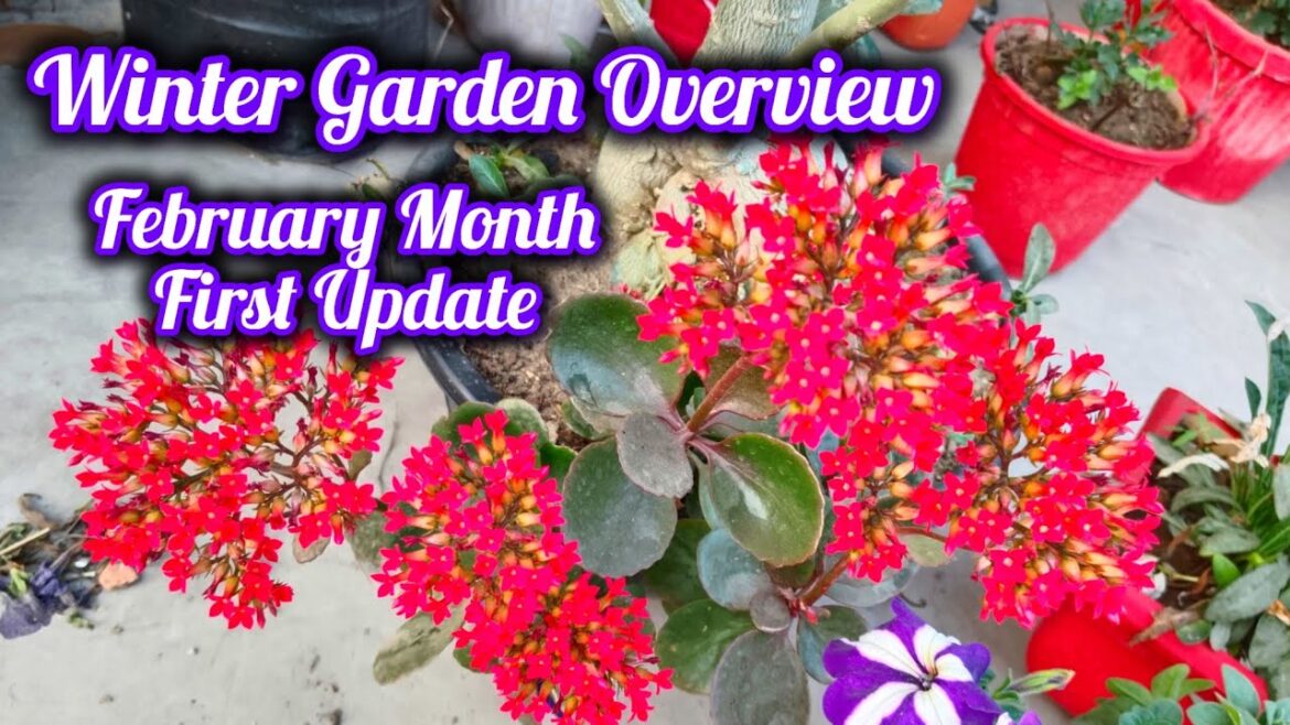 February Month First Garden Overview Winter Garden Update & Plant Tips