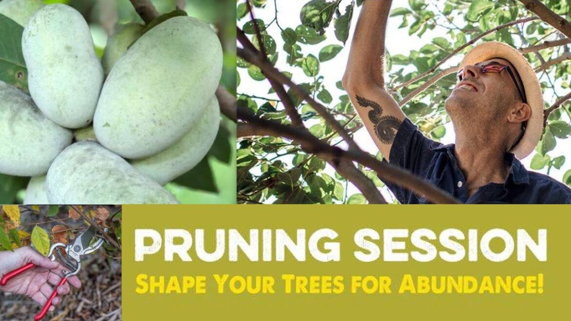 Pruning Fruit Trees Made Easy | Build Confidence & Skill