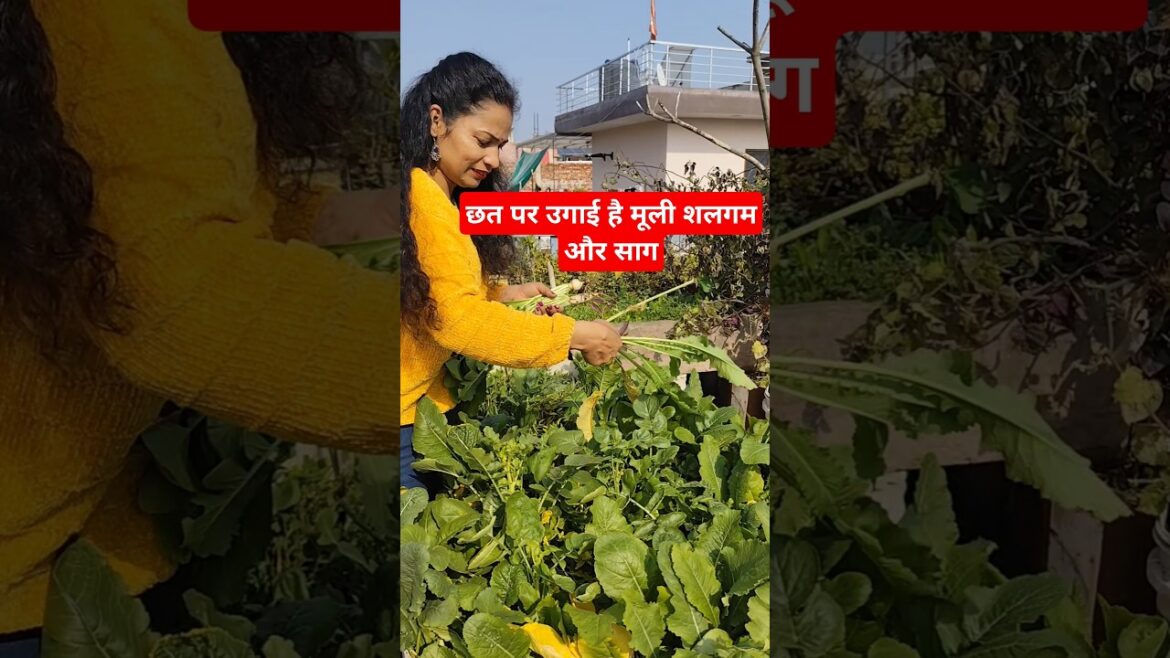 Winter Vegetables harvesting#shorts#vegetables#kitchengardening