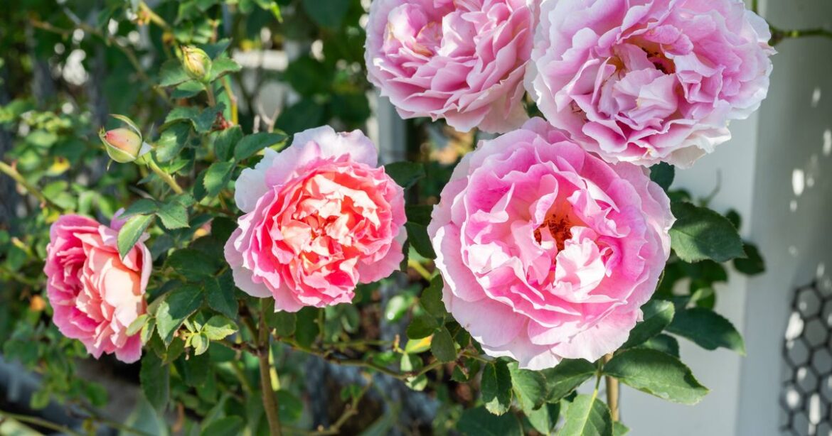 How to prune climbing roses in February to avoid ‘tangled mess’ of branches Daily Mirror