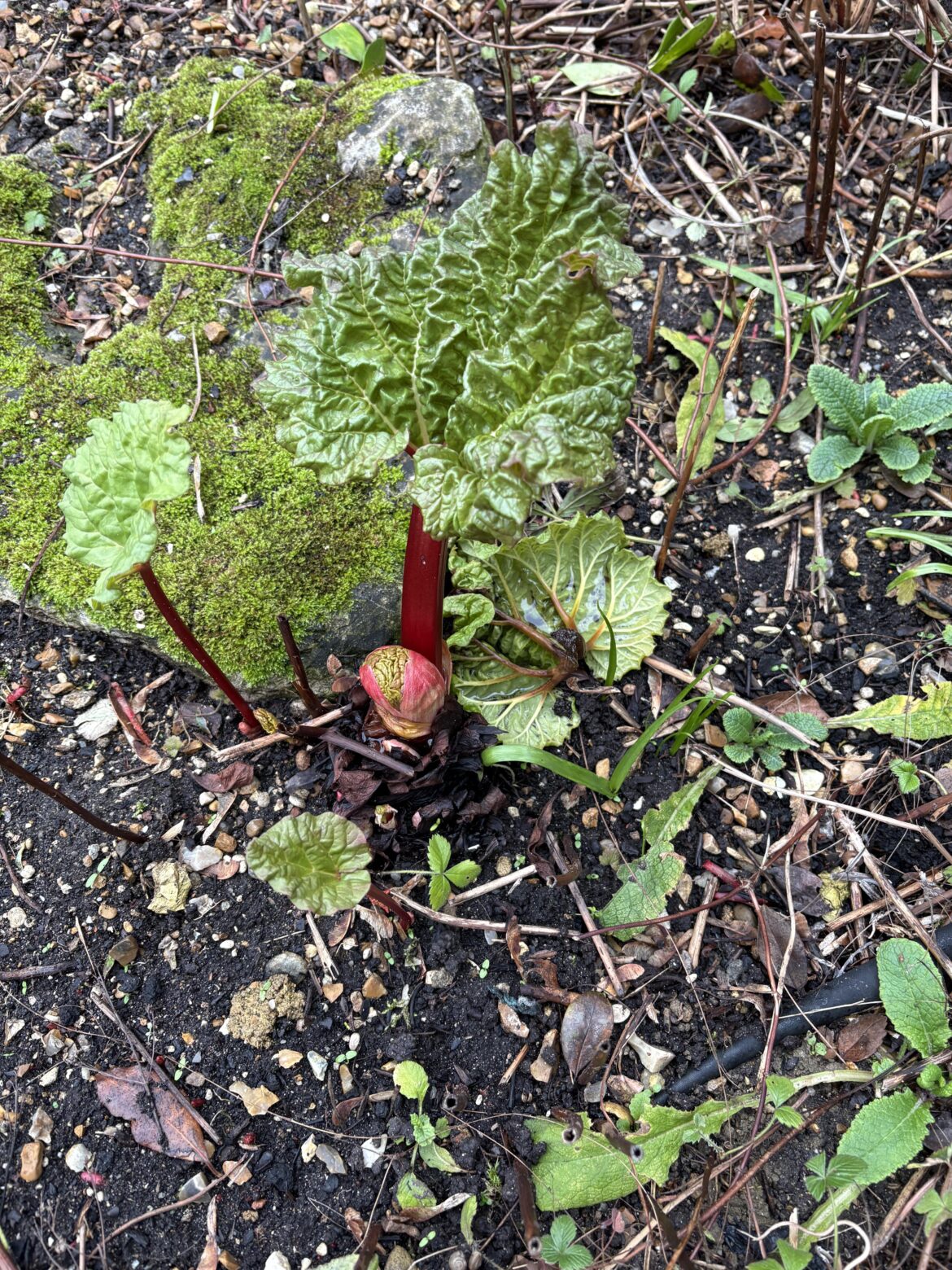 Is this rhubarb?