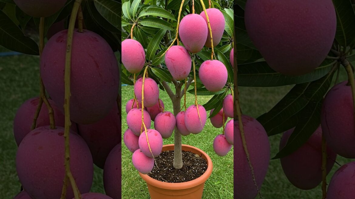 🌿MANGO Trees Are Easier to Propagate Than You Think #mango