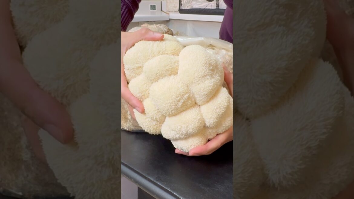 Growing Lion’s Mane Mushroom – Start to Finish #mushroom #lionsmane #fungi #mushrooms Growing Lion’s Mane Mushroom - Start to Finish #mushroom #lionsmane #fungi #mushrooms