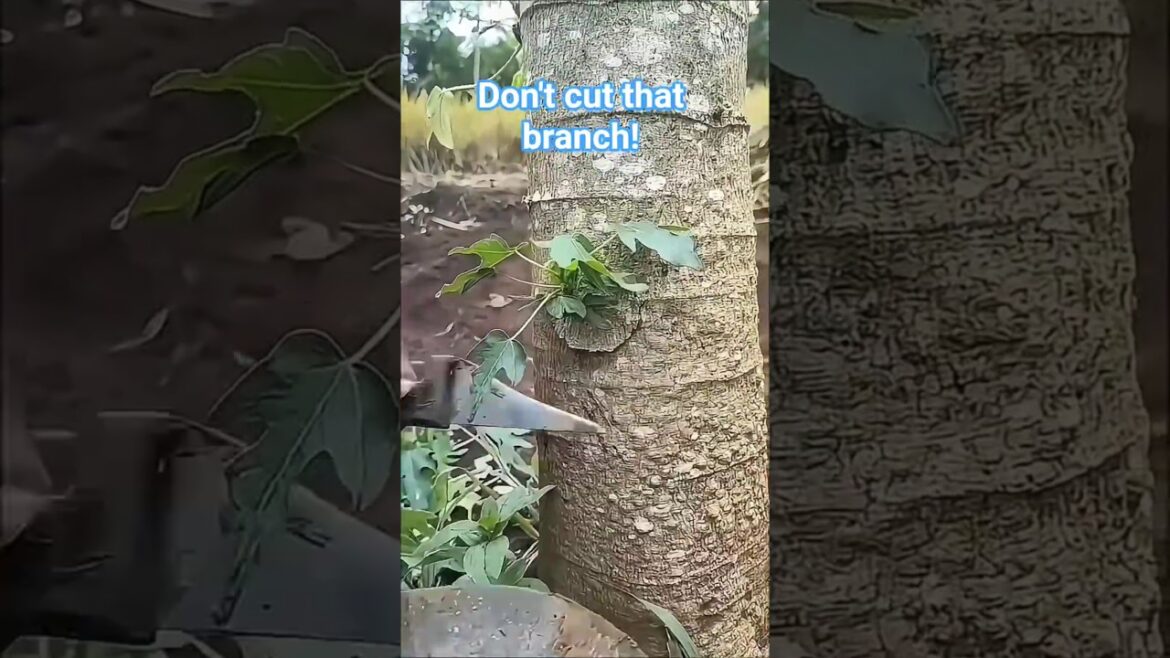 Nature’s magic in action — don’t miss this satisfying gardening hack🌱🔪