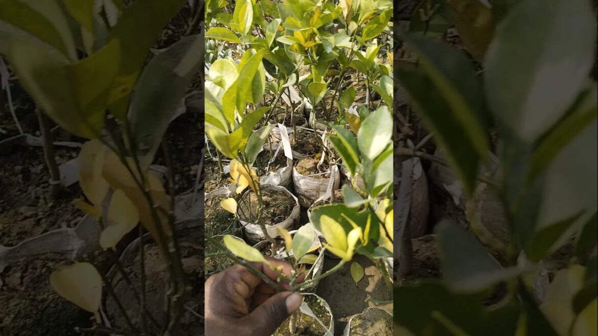 Aforar Mandarin big plant #shorts #lemon #viral Aforar Mandarin big plant #shorts #lemon #viral