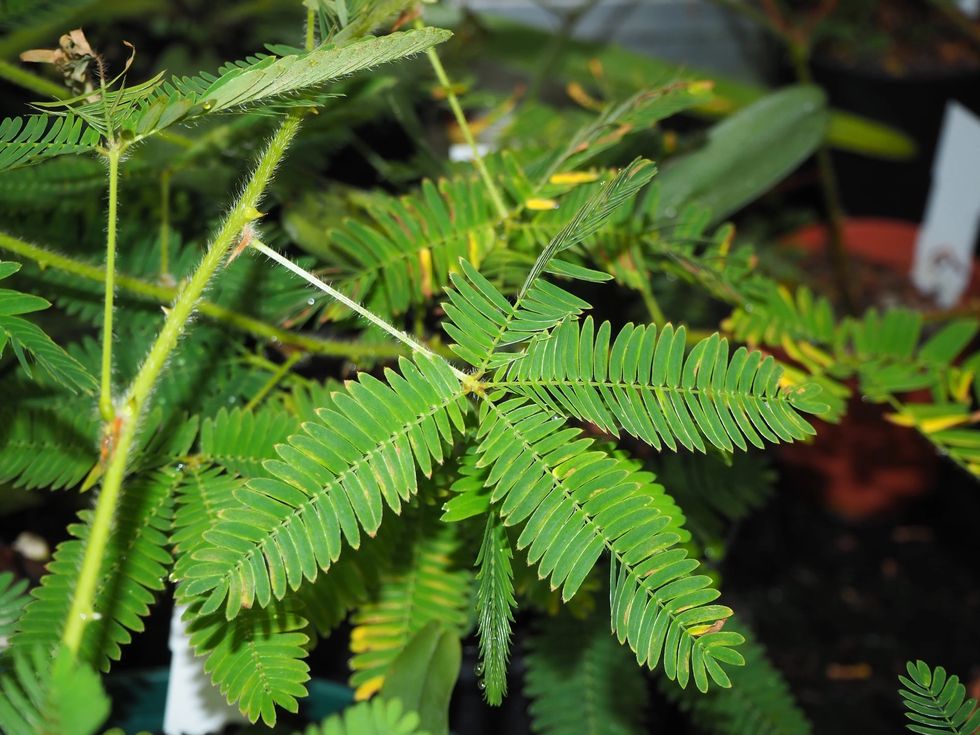 Talking Plants Cambridge University Botanic Garden