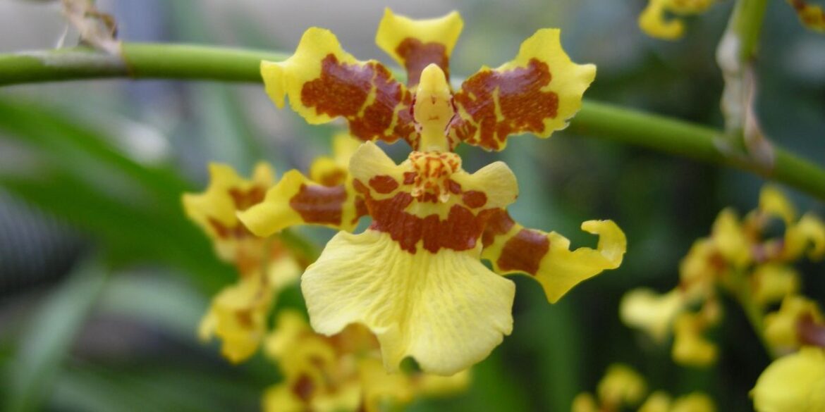 AI exhibition opens at Cambridge University Botanic Garden