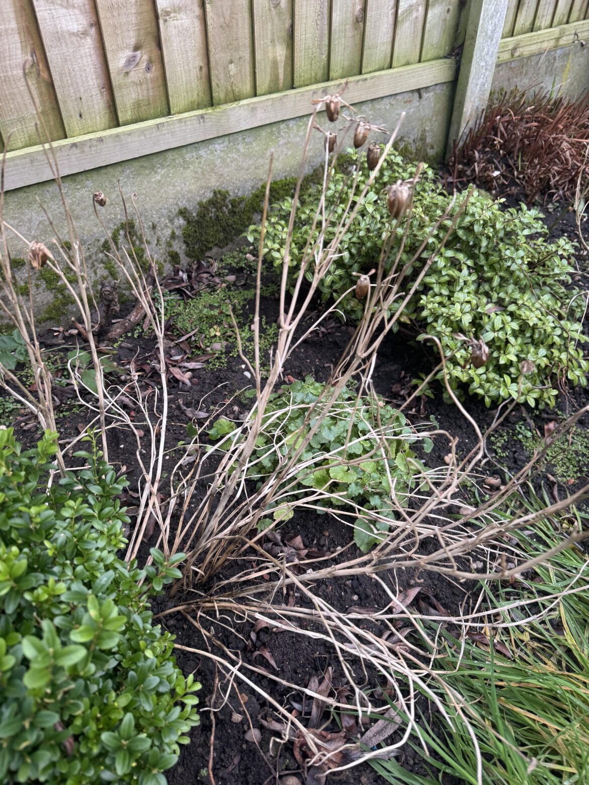 We recently moved into a new property, are these dead?