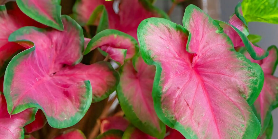 15 Heart-Shaped Plants You Can Grow Indoors or Out