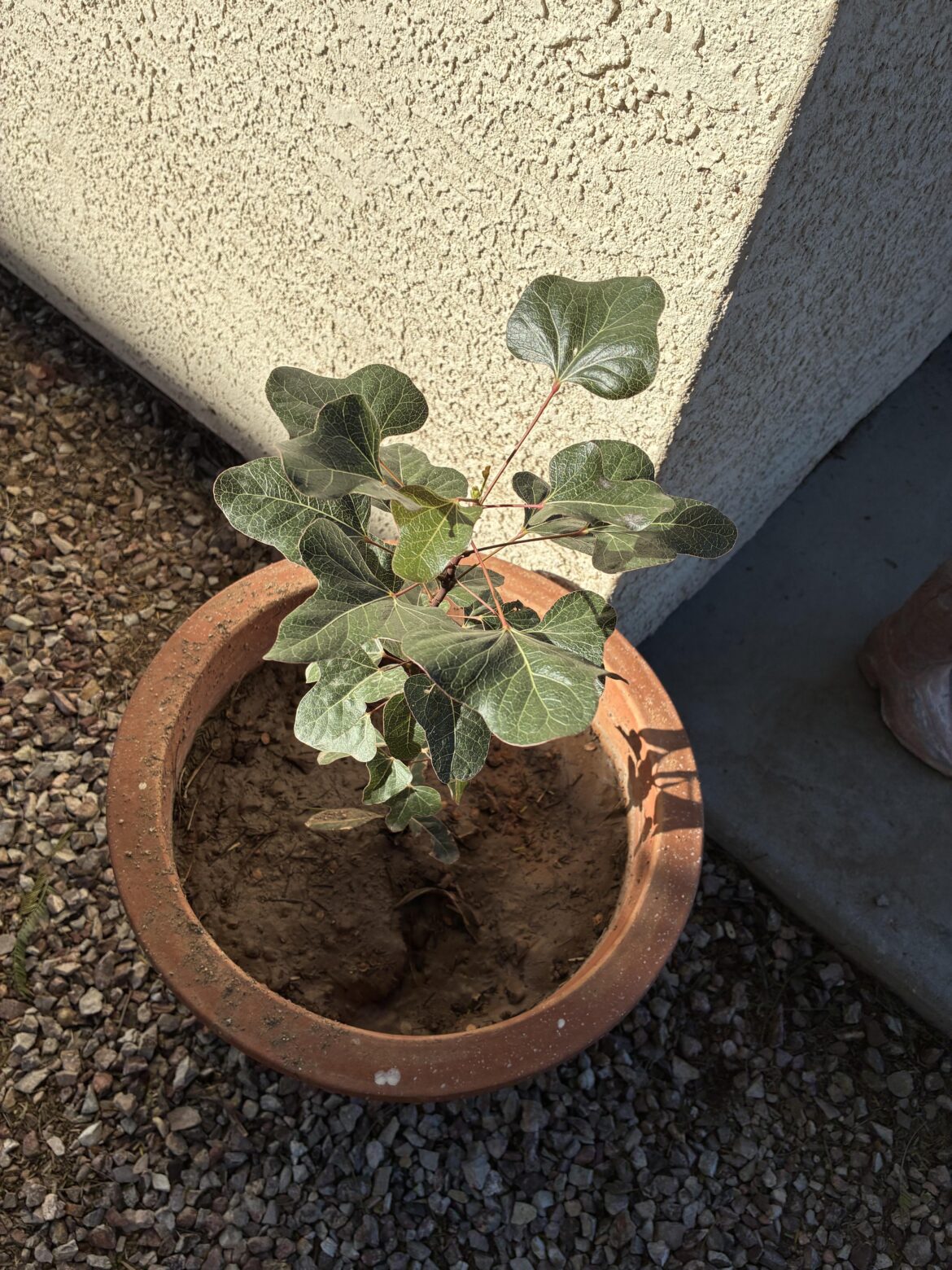 What kind of tree is this?