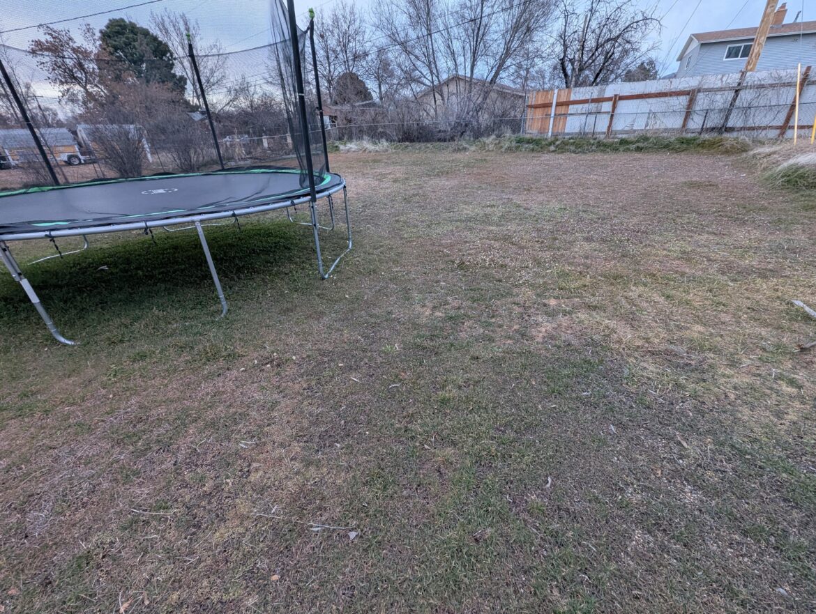 Getting rid of weeds and grass to plant a yarrow lawn