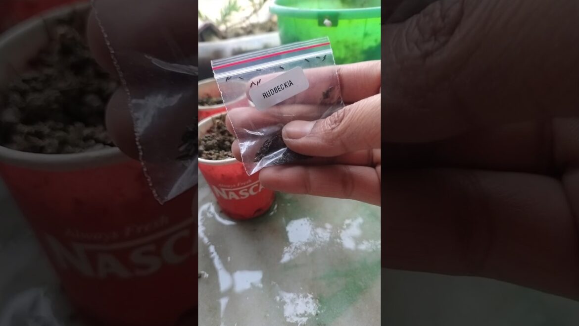 Meesho summer flower seeds 🌱: day 4 , rudbeckia flower. Meesho summer flower seeds 🌱: day 4 , rudbeckia flower.