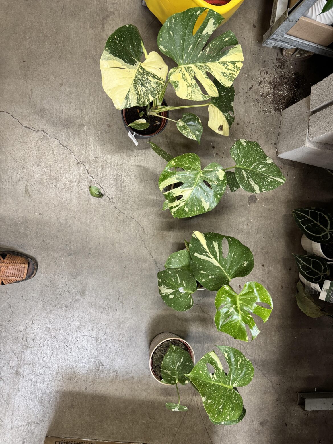 Help me choose Monstera Thai Constellation!