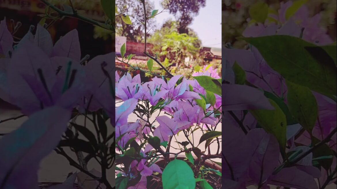 Bougainvillea /Bougainvillea glabra /Gardening 🌱 Bougainvillea /Bougainvillea glabra /Gardening 🌱