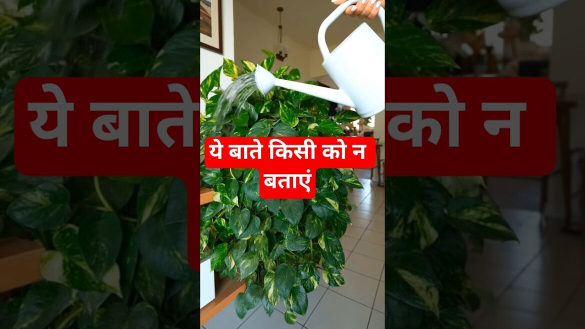 मनीप्लांट की ये गुप्त बातें किसी को न बताएं मनीप्लांट की ये गुप्त बातें किसी को न बताएं