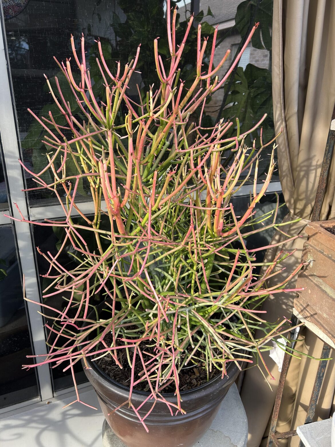 She is so gorgeous during this time of the year with the pink and yellows.