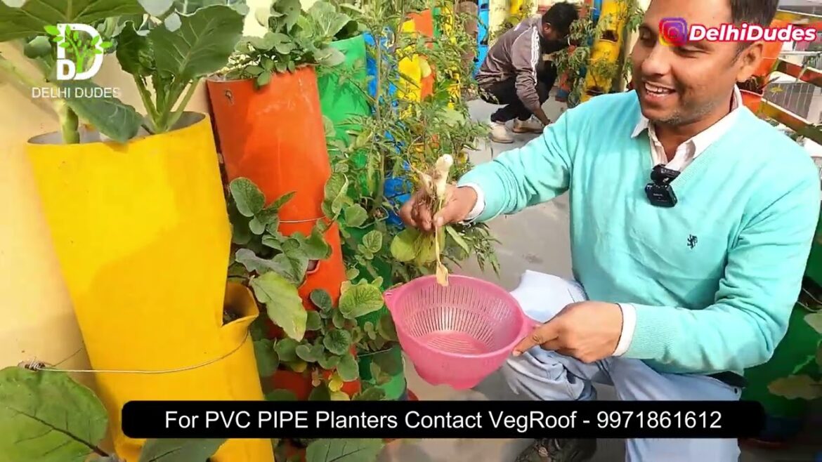 Mithilesh in Gurugram – Veg Roof Vegetable Gardening Video Coverage 10 Mithilesh in Gurugram - Veg Roof Vegetable Gardening Video Coverage 10