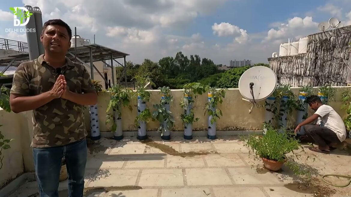 Sab ugega -  Veg Roof Vegetable Gardening   Video Coverage 7