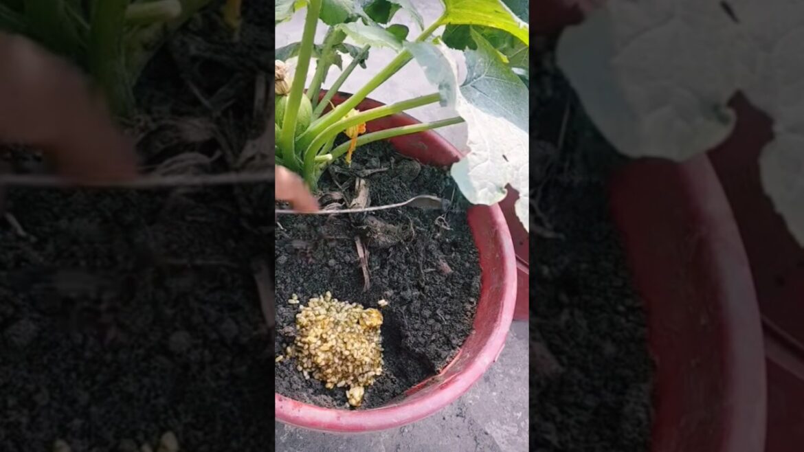 টবে সবজি চাষ পদ্ধতি। vegetable gardening tips in pot | #shorts #agriculture