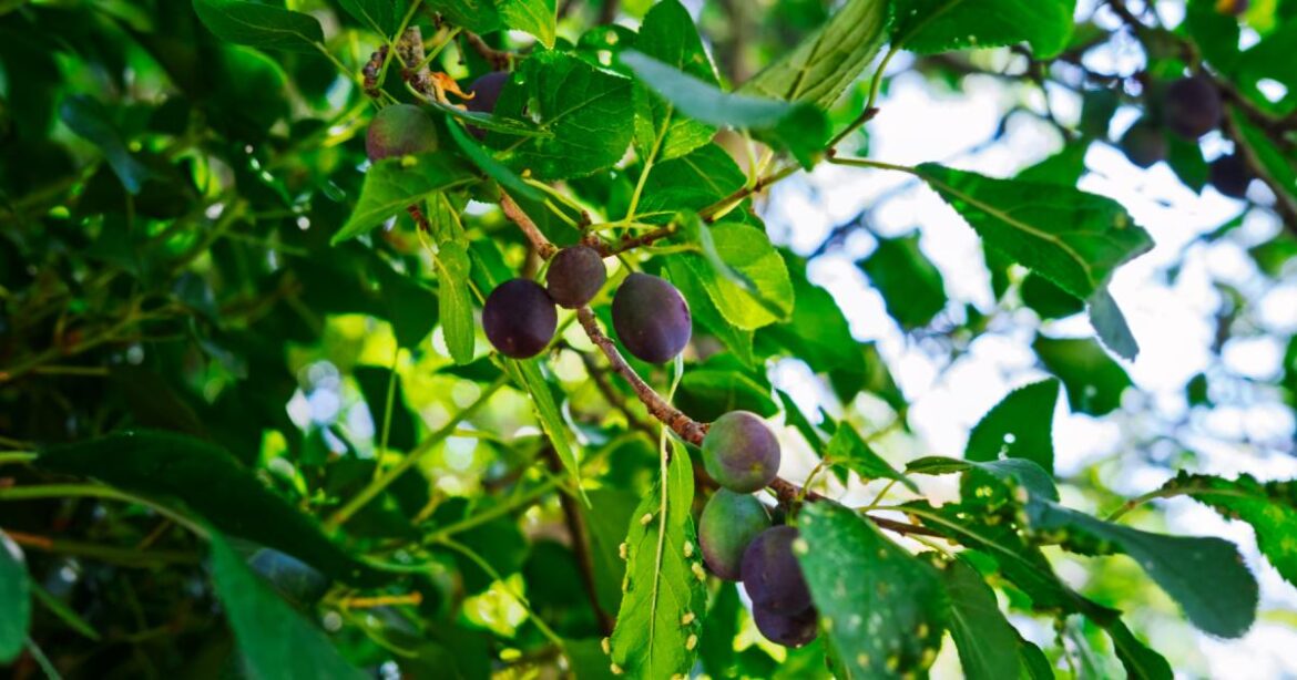 Gardeners warned to avoid pruning one plant during winter