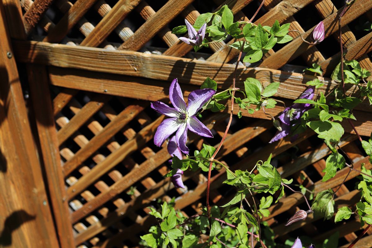 Beautiful clematis vines climbing a lattice in the summer.