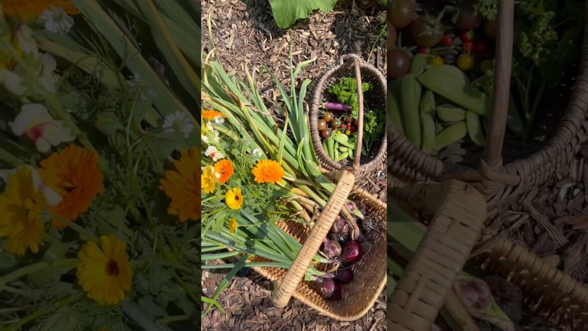 Harvesting EVERYTHING out of the Garden ☀️ #harvest #garden #backyardgarden #growyourownfood
