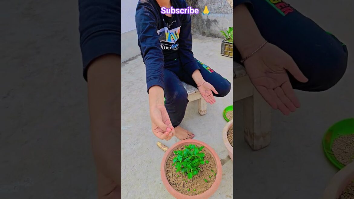 চন্দ্রমল্লিকা গাছে কি খাবার দেবেন #garden #gardening #flowers #nursery #UpdateGardening #chadbagan চন্দ্রমল্লিকা গাছে কি খাবার দেবেন #garden #gardening #flowers #nursery #UpdateGardening #chadbagan