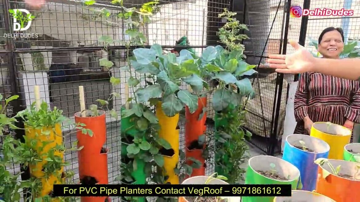 Mithilesh in green park - Veg Roof Vegetable Gardening   Video Coverage 8