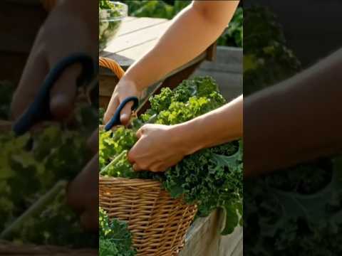 How to Grow Kale in Winter | Organic Gardening Tips for USA Home Gardens How to Grow Kale in Winter | Organic Gardening Tips for USA Home Gardens