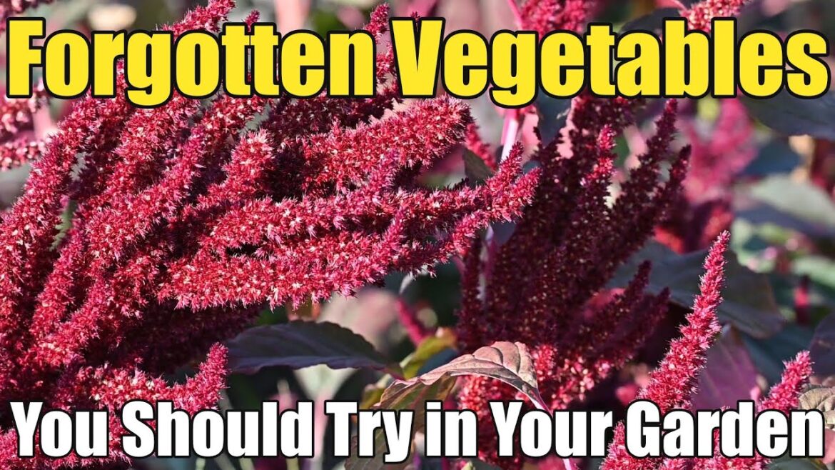 Forgotten Harvests: Foods That Disappeared #gardening