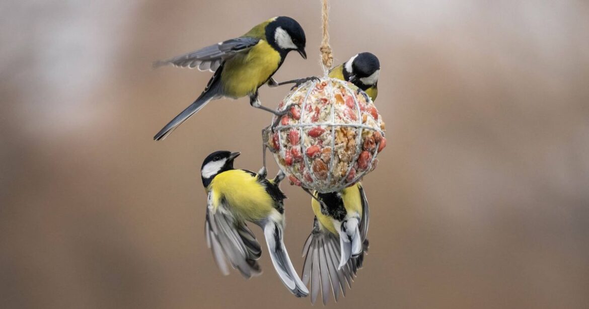 Monty Don warns against common bird feeding mistake that attracts pigeons to your garden Nottinghamshire Live