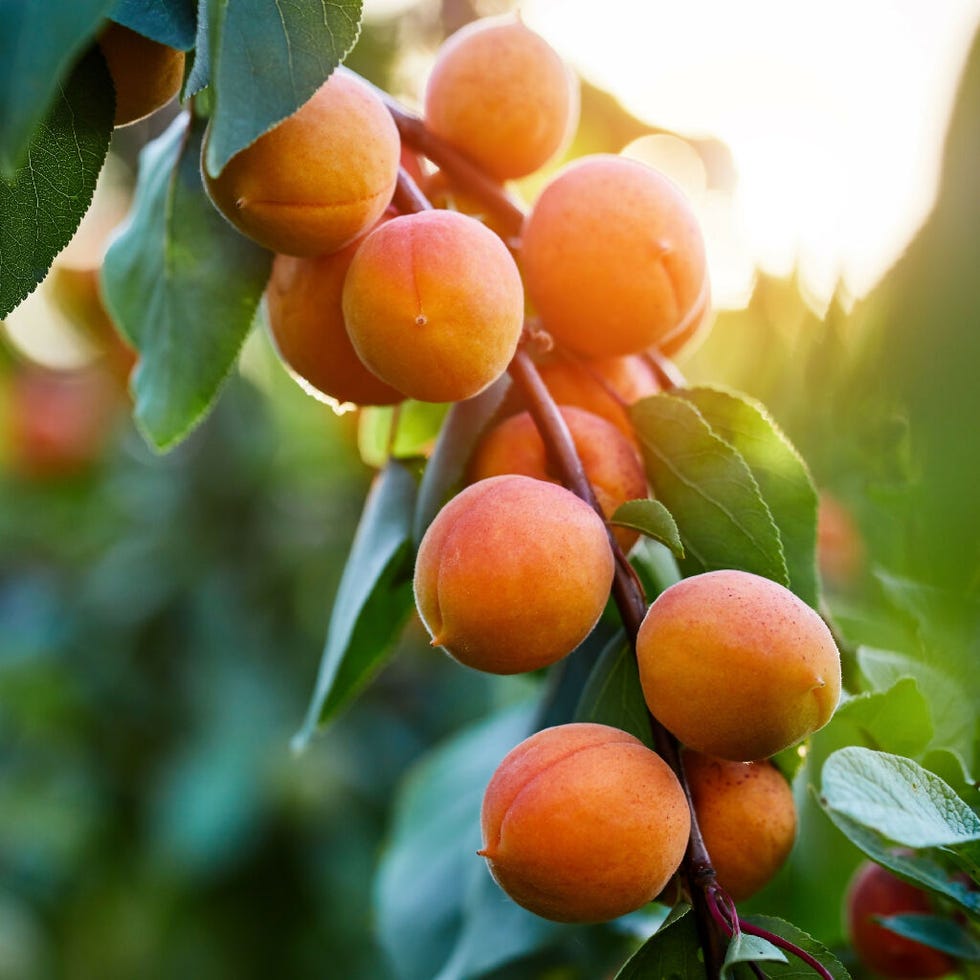 Apricot Trees, 'Moorpark', Full Plants in 10 Litre Pots