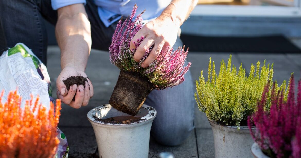 Gardening expert urges anyone with potted plants to make crucial check Wales Online