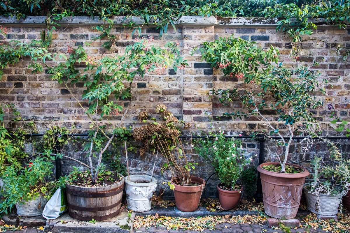 Potted Courtyard Garden Against London Stock Brick